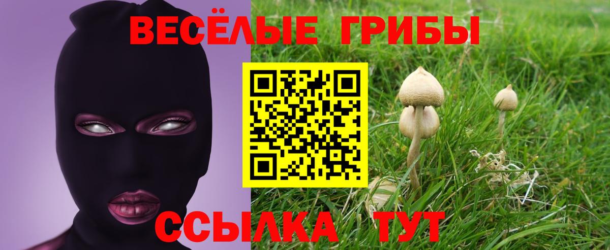 Галлюциногенные грибы Psilocybine cubensis Глазов